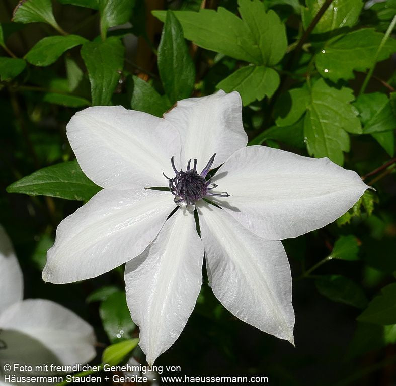 Großblütige Waldrebe 'Ninon' (Clematis x cult.)
