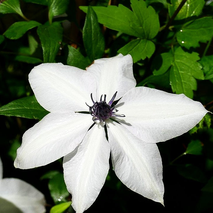 Großblütige Waldrebe 'Ninon' (Clematis x cult.)