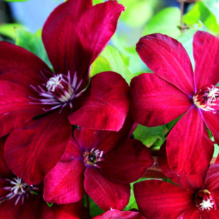 Großblütige Waldrebe 'Niobe' (Clematis x cult.)