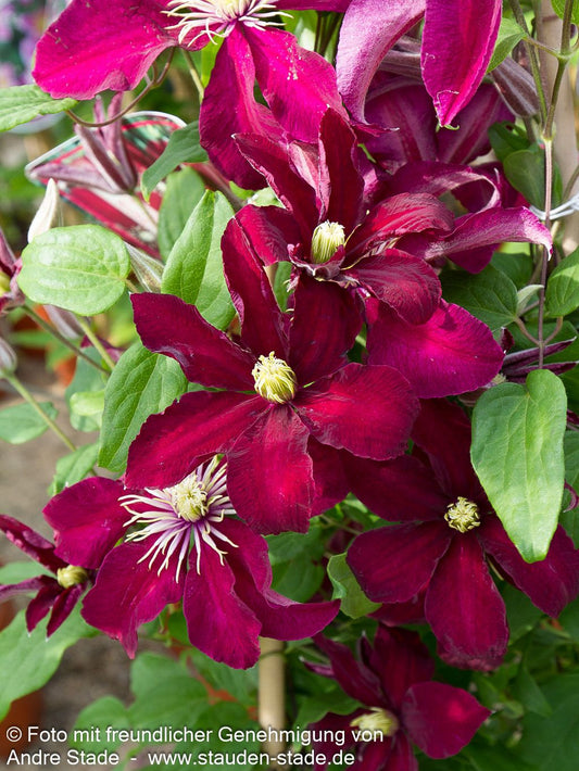 Großblütige Waldrebe 'Niobe' (Clematis x cult.)