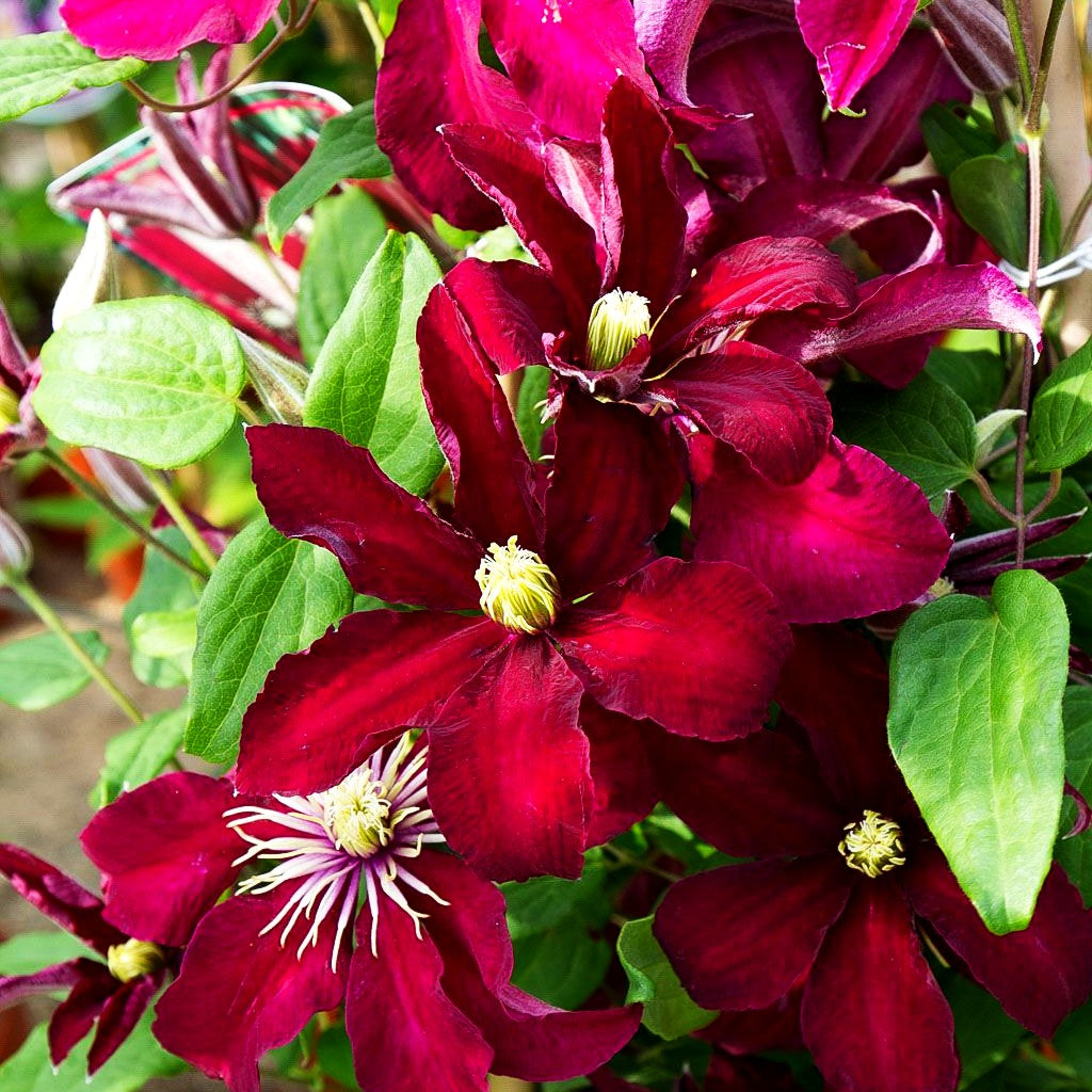 Großblütige Waldrebe 'Niobe' (Clematis x cult.)