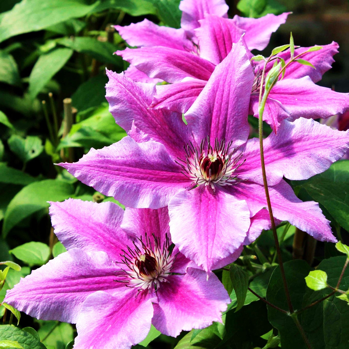 Großblütige Waldrebe 'Ooh la la' (Clematis x cult.)