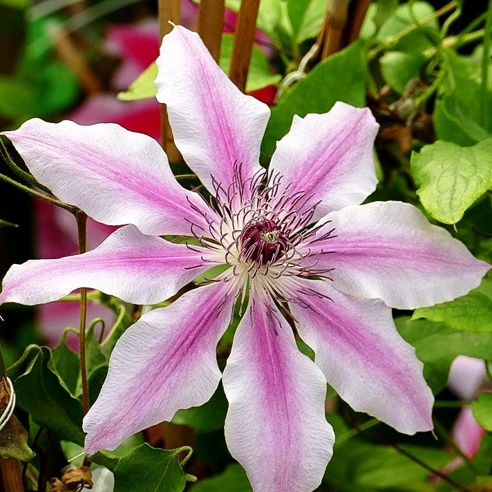 Großblütige Waldrebe 'Ooh la la' (Clematis x cult.)