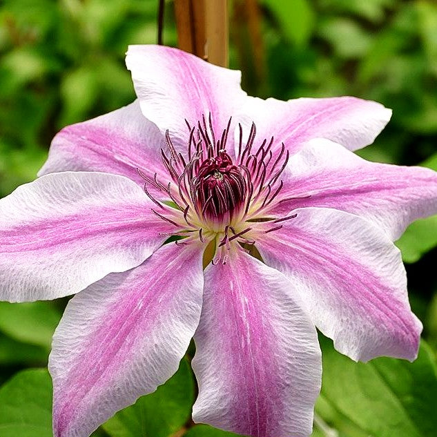 Großblütige Waldrebe 'Ooh la la' (Clematis x cult.)