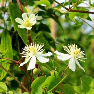 Großblütige Waldrebe 'Paul Farges' (Clematis x cult.)