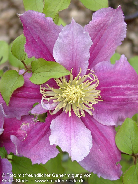 Großblütige Waldrebe 'Piilu' (Clematis x cult.)
