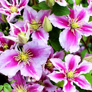 Großblütige Waldrebe 'Piilu' (Clematis x cult.)