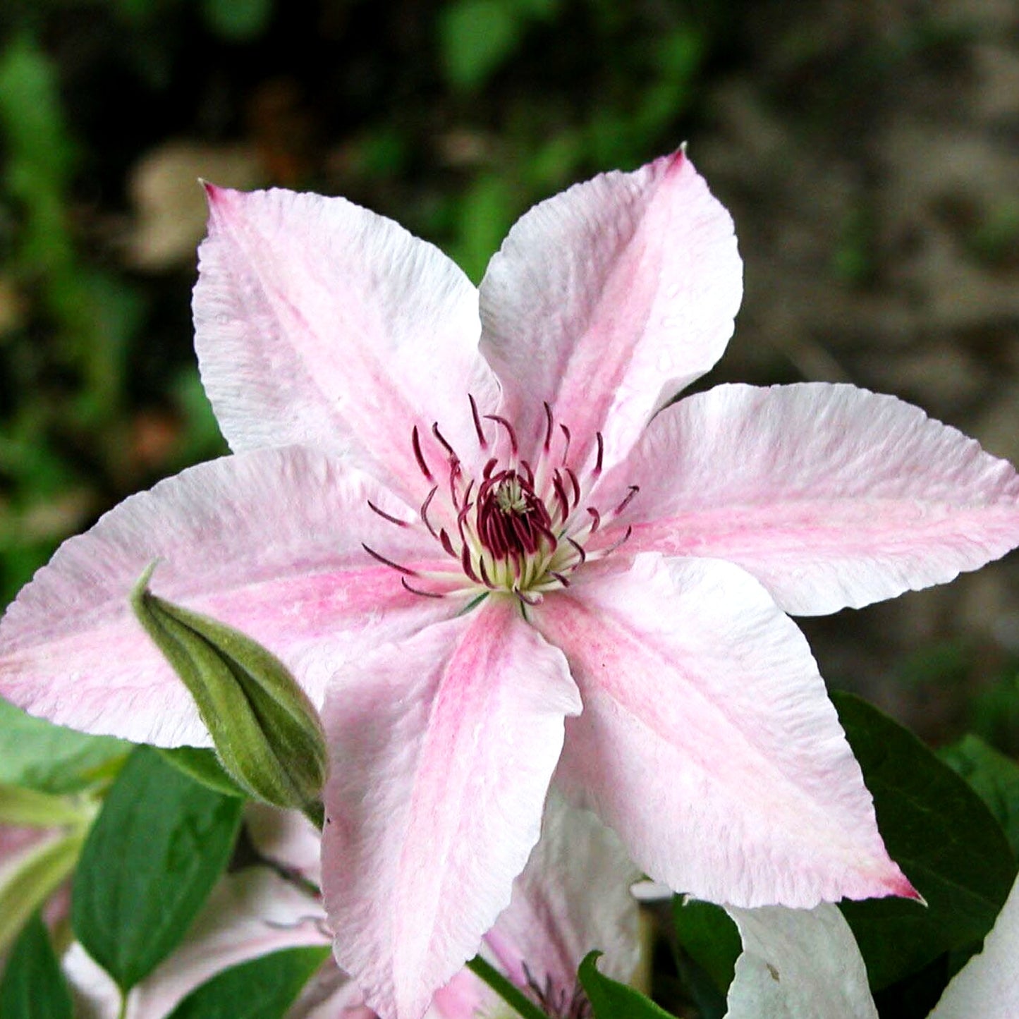 Großblütige Waldrebe 'Pink Fantasy' (Clematis x cult.)