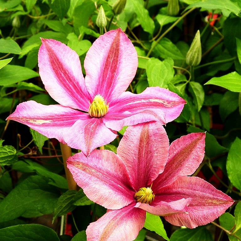Großblütige Waldrebe 'Rosamunde' (Clematis x cult.)