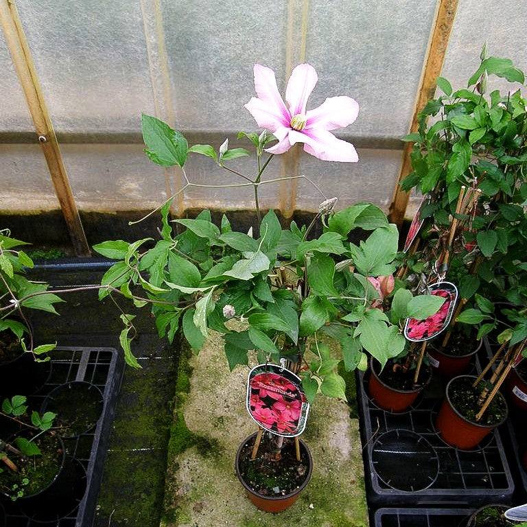 Großblütige Waldrebe 'Rosamunde' (Clematis x cult.)