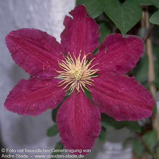Großblütige Waldrebe 'Rouge Cardinal' (Clematis x cult.)
