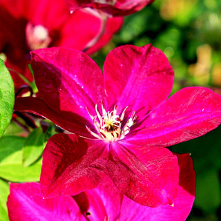 Großblütige Waldrebe 'Rouge Cardinal' (Clematis x cult.)