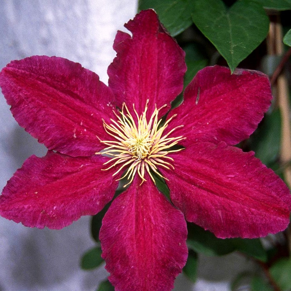 Großblütige Waldrebe 'Rouge Cardinal' (Clematis x cult.)