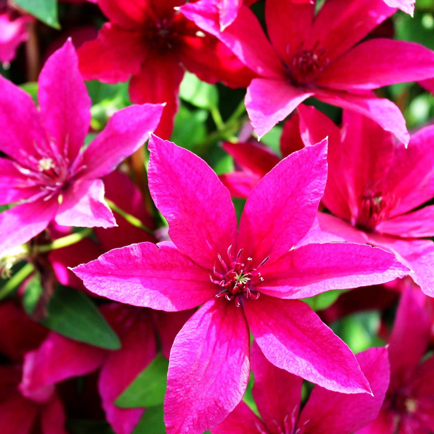 Großblütige Waldrebe 'Rüütel' (Clematis x cult.)