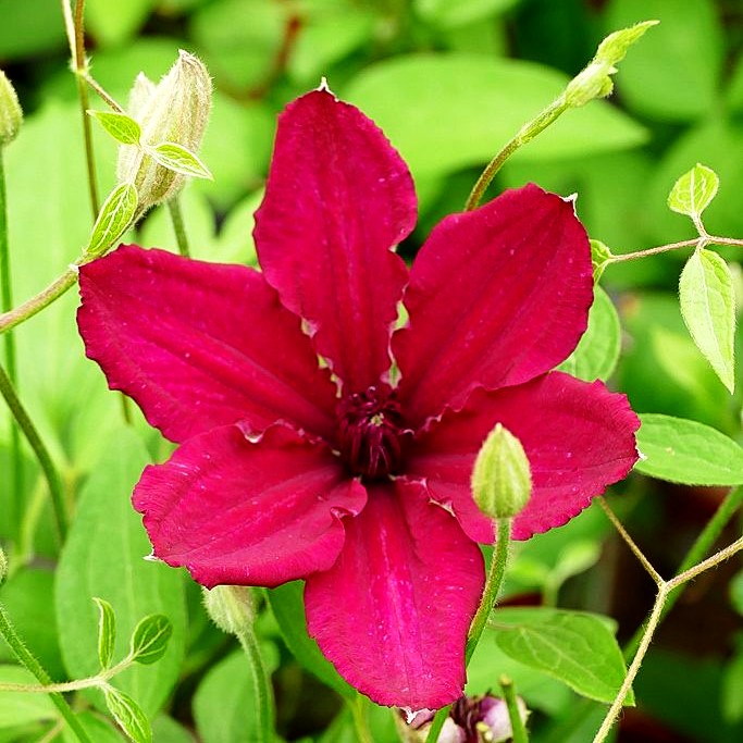 Großblütige Waldrebe 'Rüütel' (Clematis x cult.)