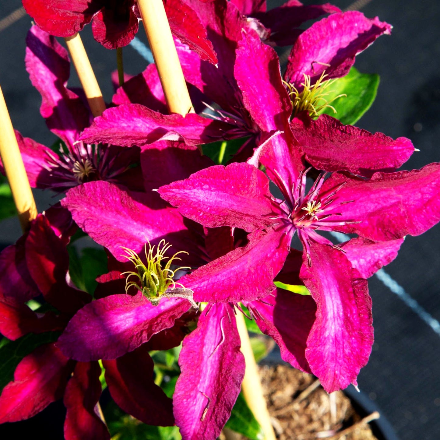 Großblütige Waldrebe 'Rüütel' (Clematis x cult.)