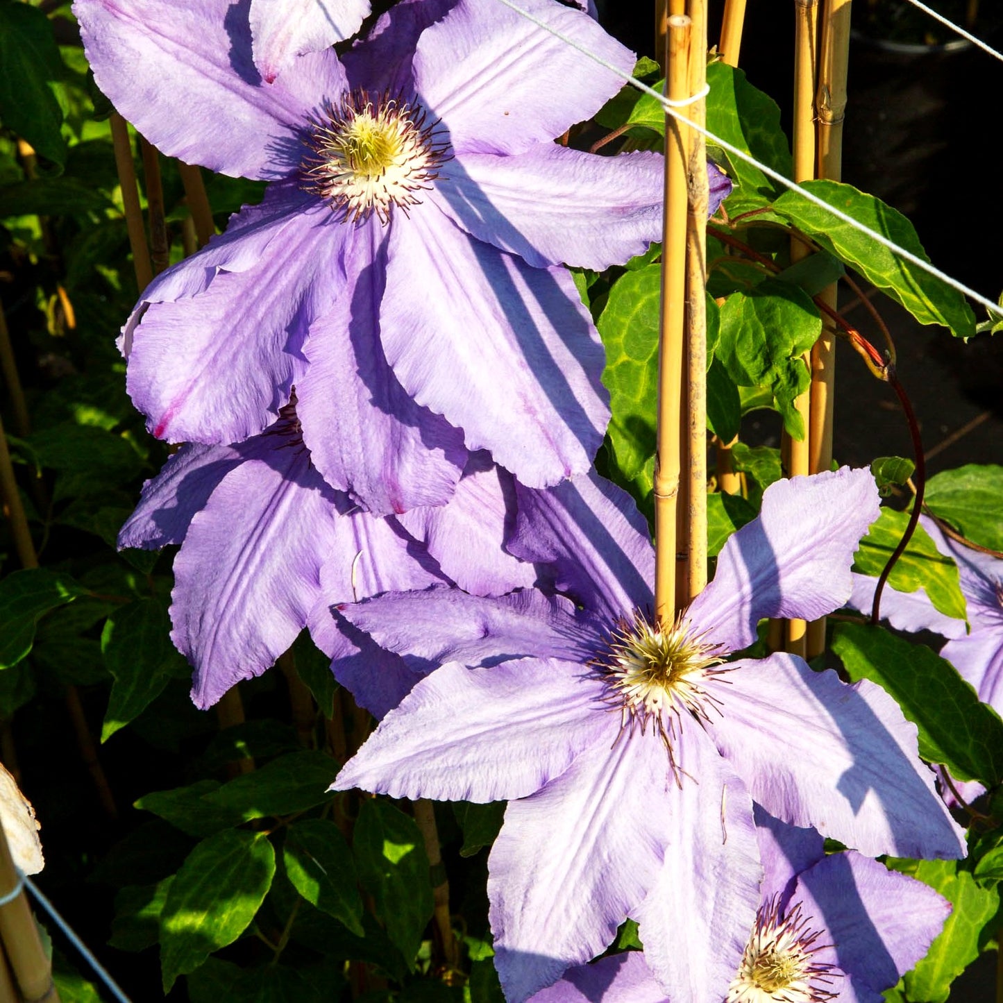 Großblütige Waldrebe 'Sieboldii' (Clematis x cult.)