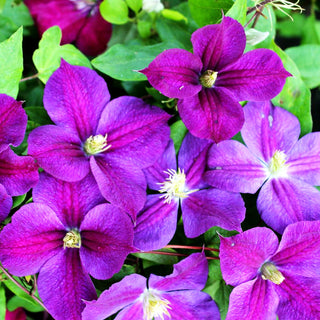 Großblütige Waldrebe 'Star of India' (Clematis x cult.)