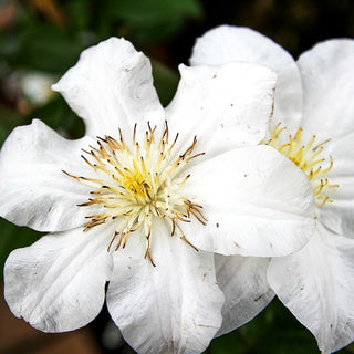 Großblütige Waldrebe 'Sylvia Denny' (Clematis x cult.)