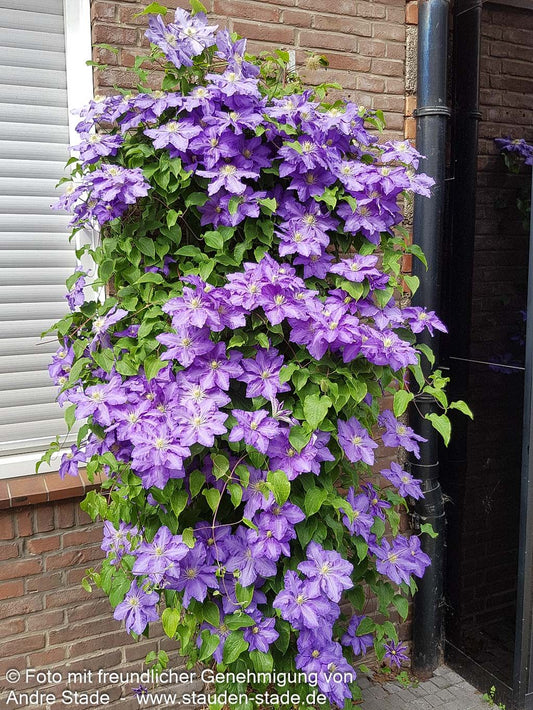 Großblütige Waldrebe 'The President' (Clematis x cult.)