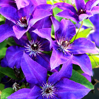 Großblütige Waldrebe 'The President' (Clematis x cult.)