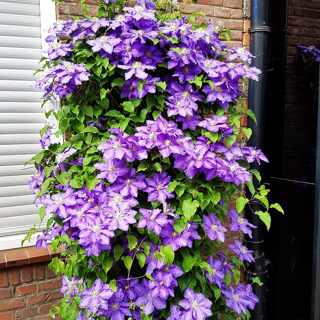 Großblütige Waldrebe 'The President' (Clematis x cult.)