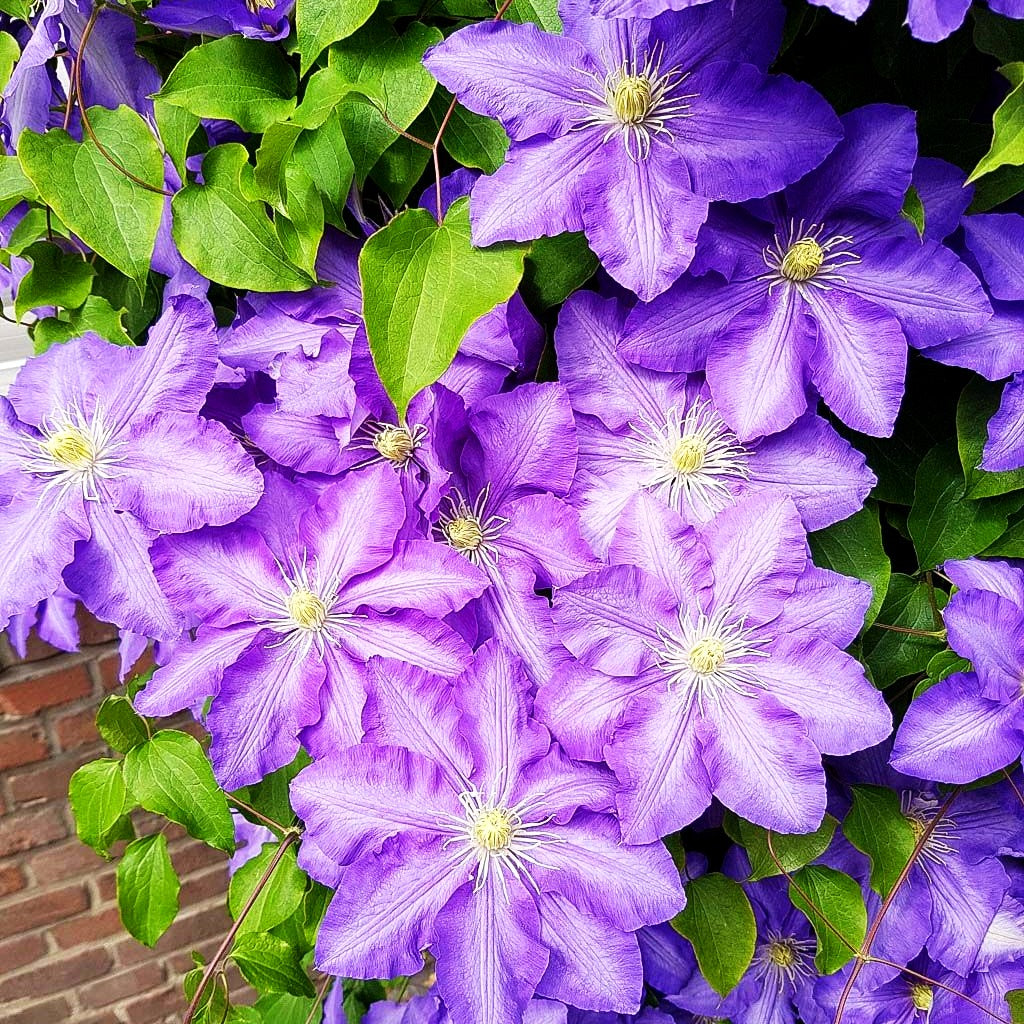 Großblütige Waldrebe 'The President' (Clematis x cult.)