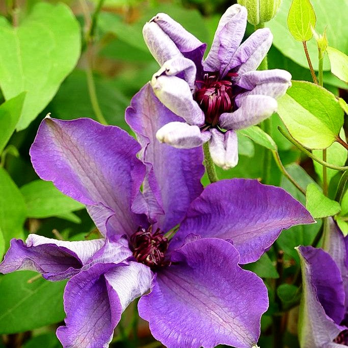 Großblütige Waldrebe 'The President' (Clematis x cult.)