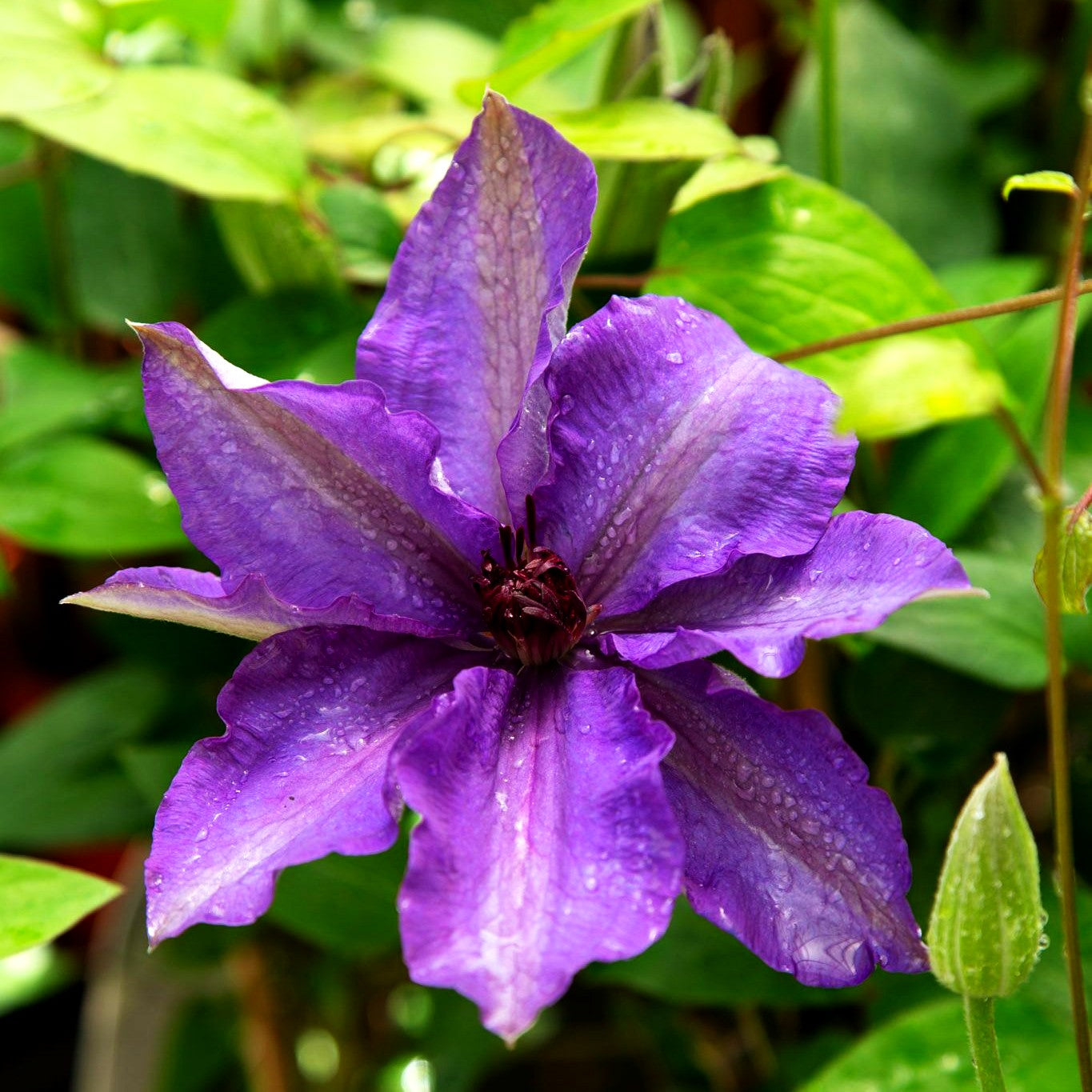 Großblütige Waldrebe 'The President' (Clematis x cult.)