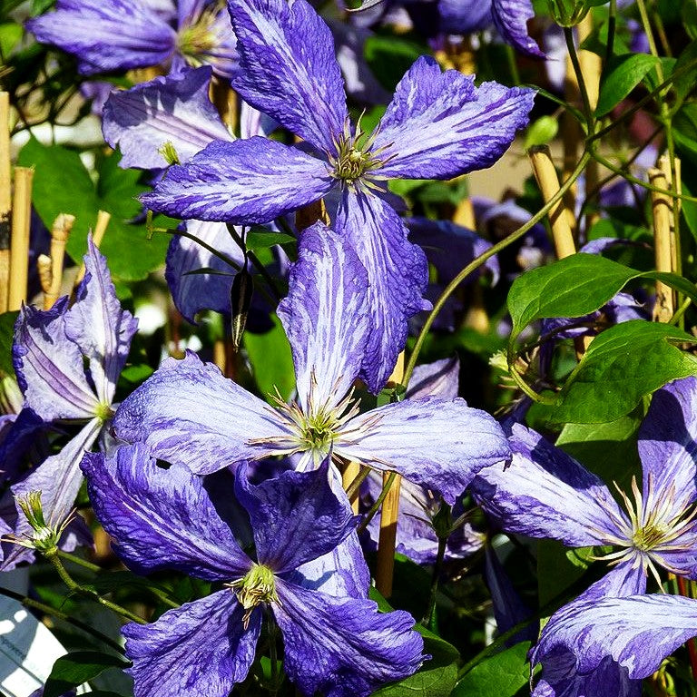 Großblütige Waldrebe 'Tie Dye' (Clematis x cult.)