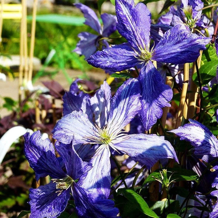 Großblütige Waldrebe 'Tie Dye' (Clematis x cult.)