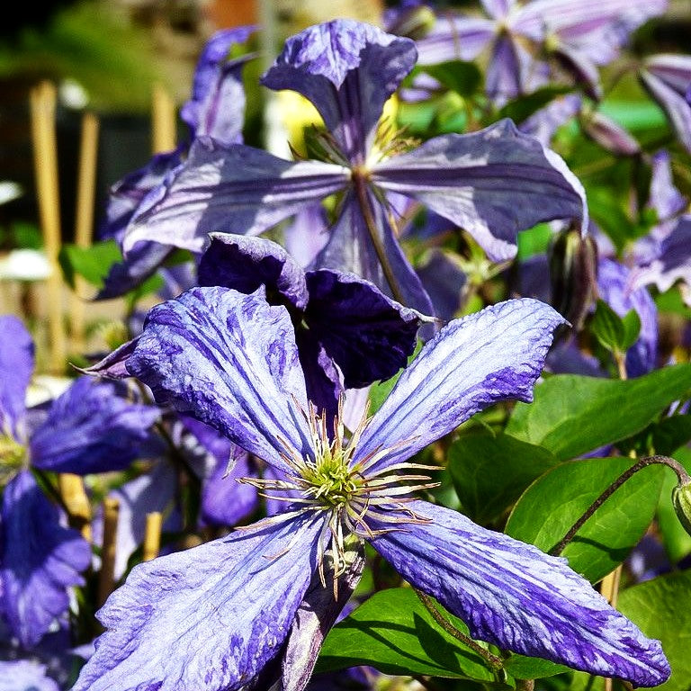 Großblütige Waldrebe 'Tie Dye' (Clematis x cult.)