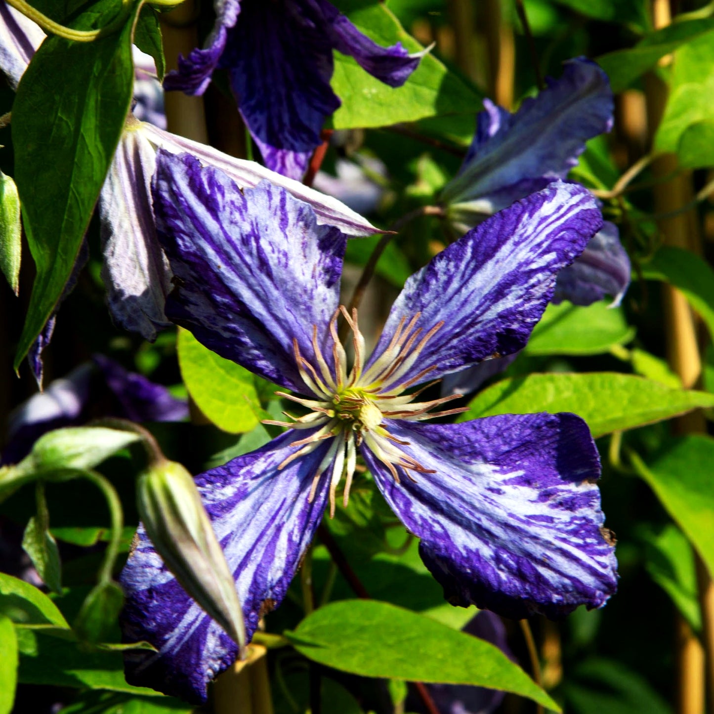 Großblütige Waldrebe 'Tie Dye' (Clematis x cult.)