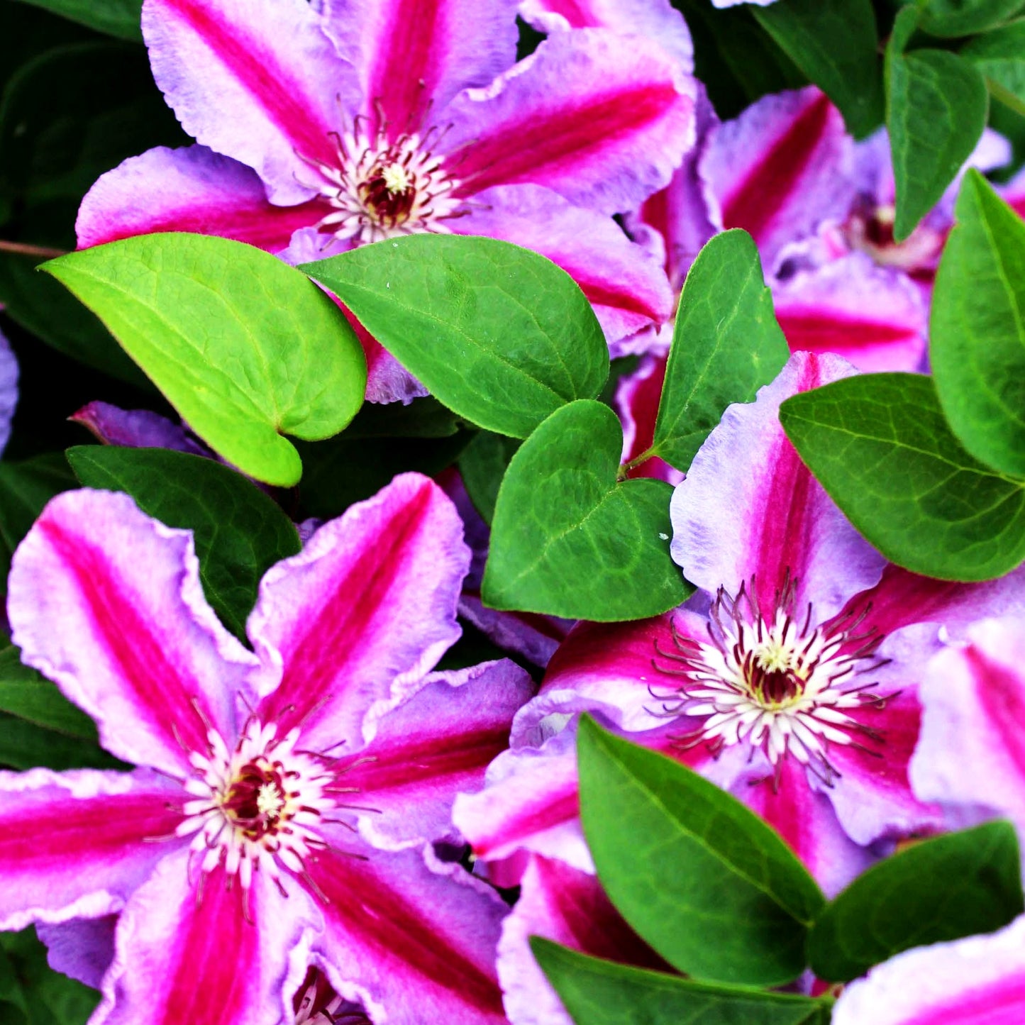 Großblütige Waldrebe 'Tudor' (Clematis x cult.)