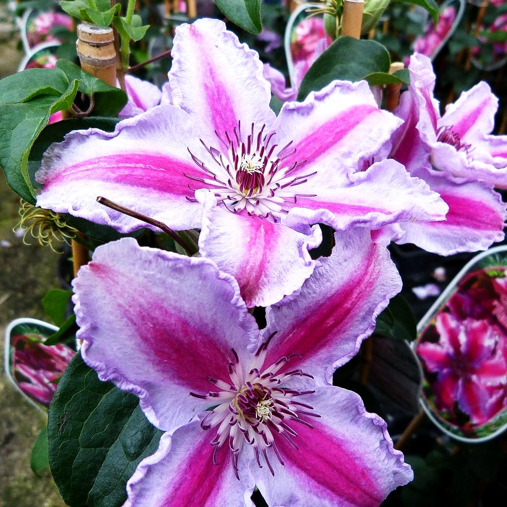 Großblütige Waldrebe 'Tudor' (Clematis x cult.)