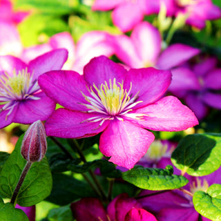 Großblütige Waldrebe 'Ville de Lyon' (Clematis x cult.)