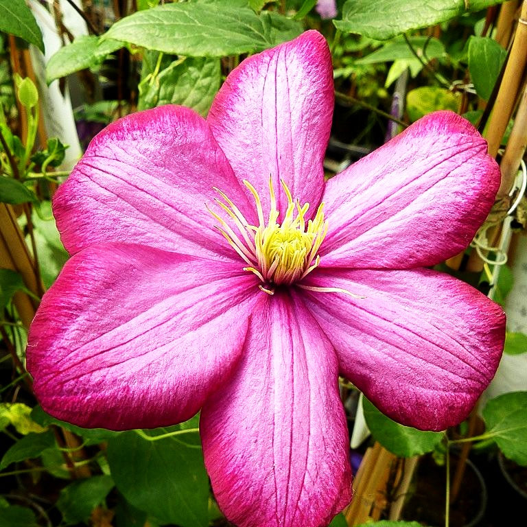 Großblütige Waldrebe 'Ville de Lyon' (Clematis x cult.)