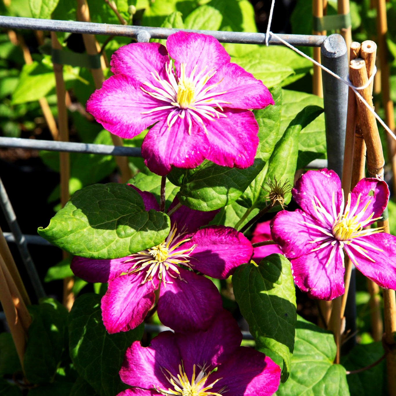 Großblütige Waldrebe 'Ville de Lyon' (Clematis x cult.)