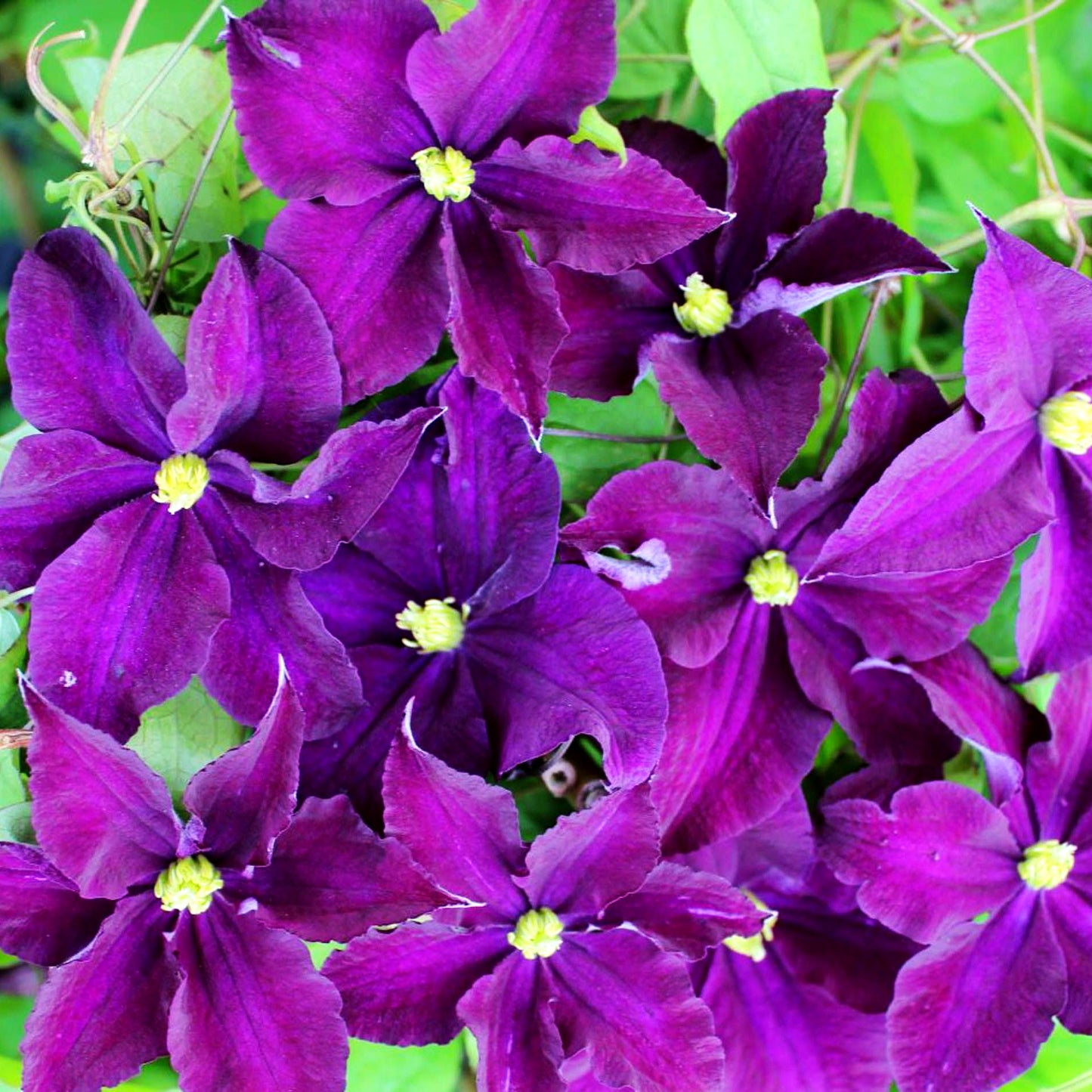 Großblütige Waldrebe 'Viola' (Clematis x cult.)