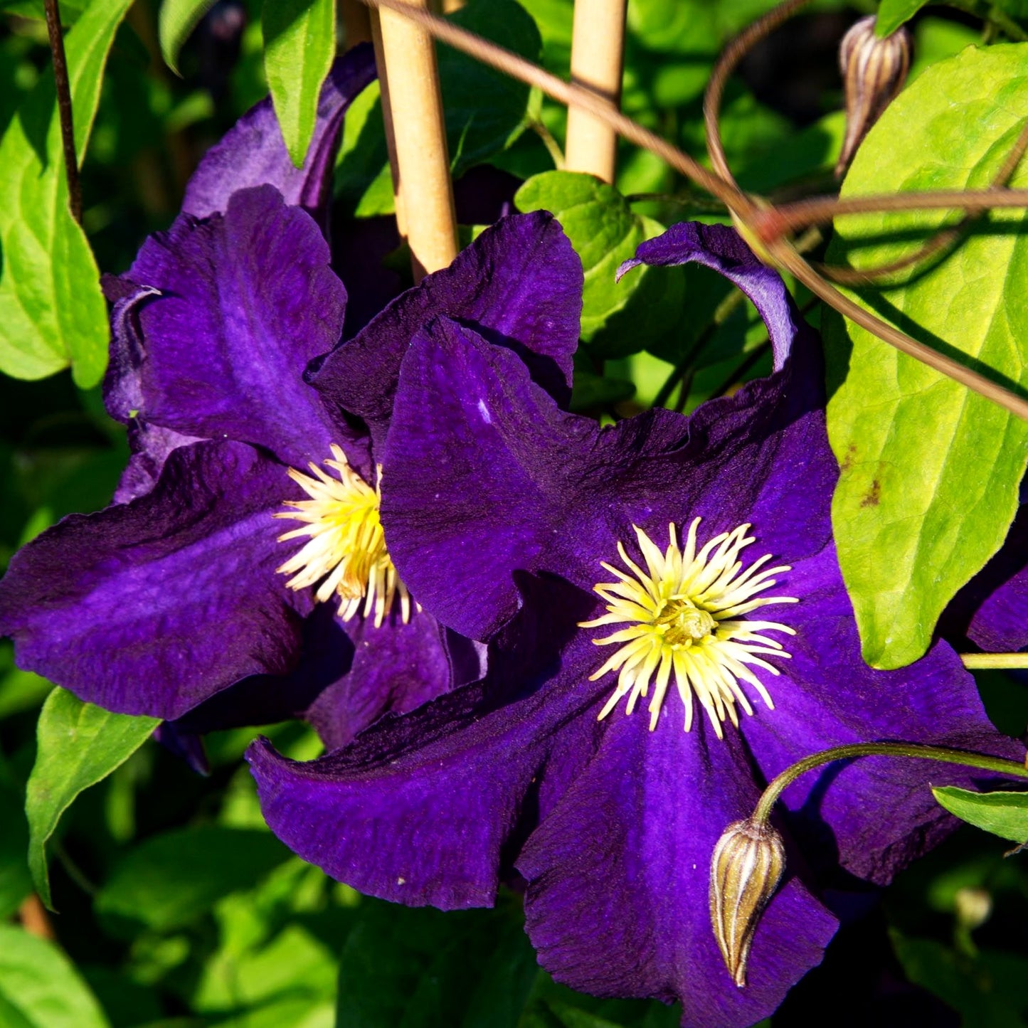 Großblütige Waldrebe 'Viola' (Clematis x cult.)