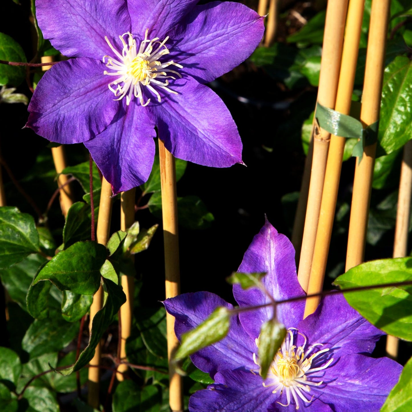Großblütige Waldrebe 'Vyvyan Pennell' (Clematis x cult.)