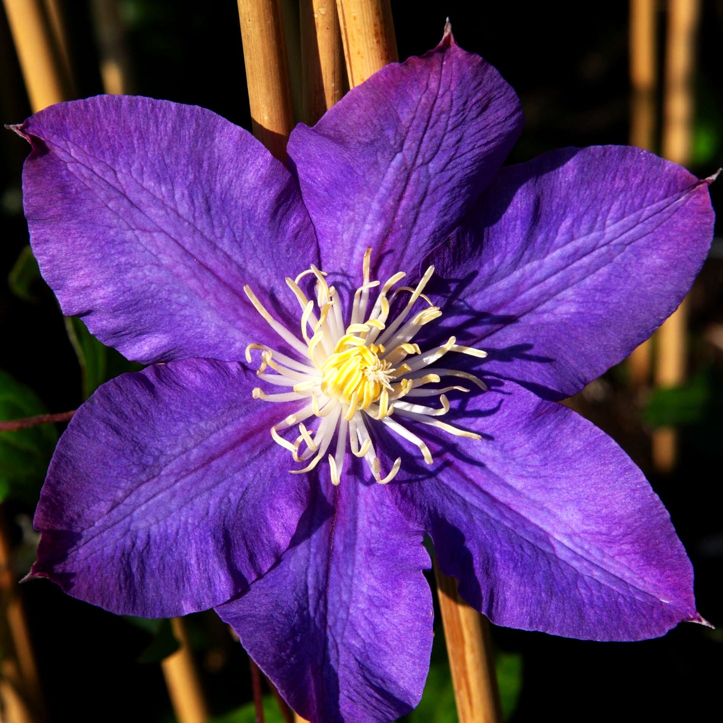 Großblütige Waldrebe 'Vyvyan Pennell' (Clematis x cult.)