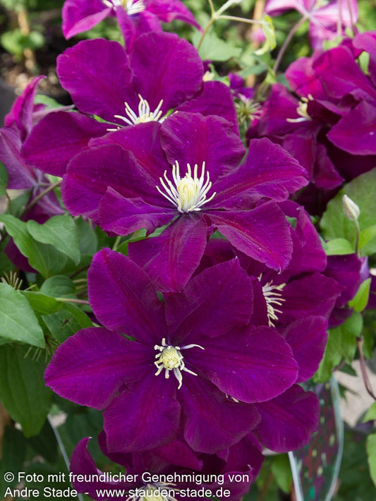 Großblütige Waldrebe 'Warszawska Nike' (Clematis x cult.)