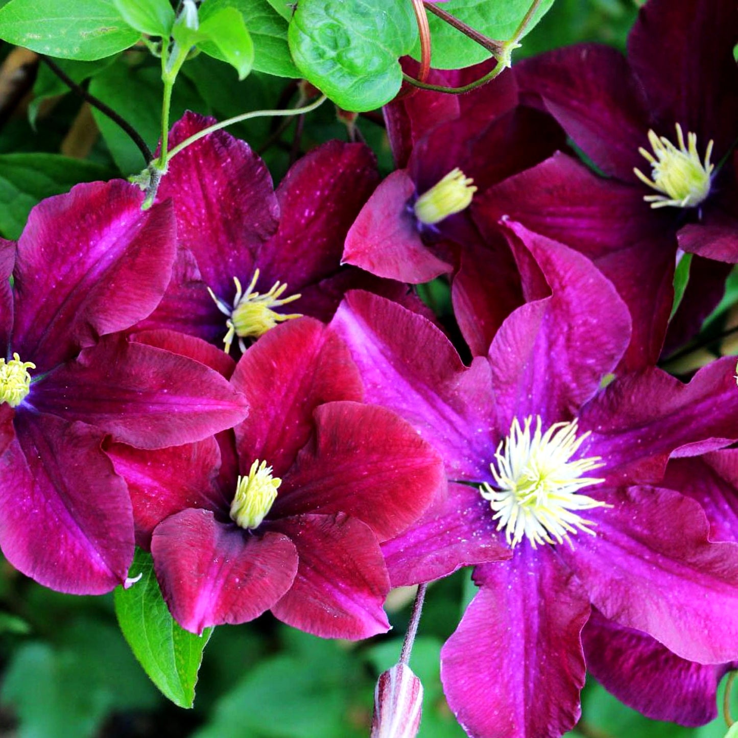 Großblütige Waldrebe 'Warszawska Nike' (Clematis x cult.)