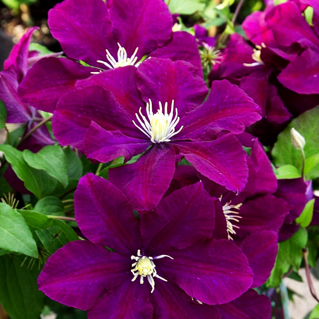 Großblütige Waldrebe 'Warszawska Nike' (Clematis x cult.)