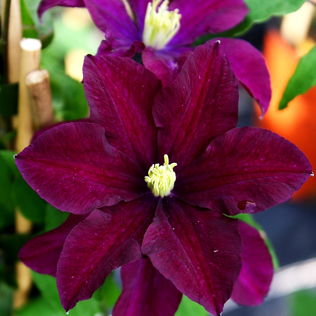 Großblütige Waldrebe 'Warszawska Nike' (Clematis x cult.)