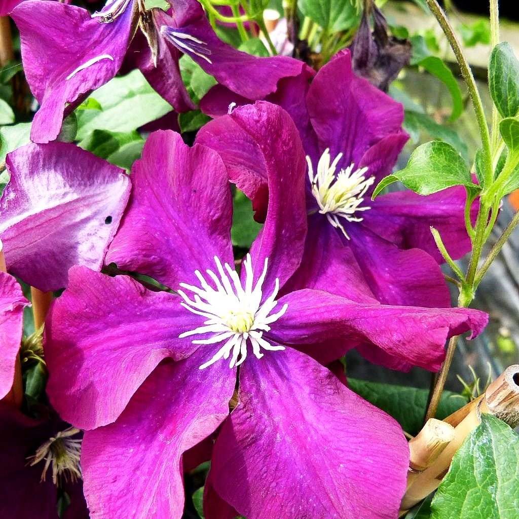 Großblütige Waldrebe 'Warszawska Nike' (Clematis x cult.)