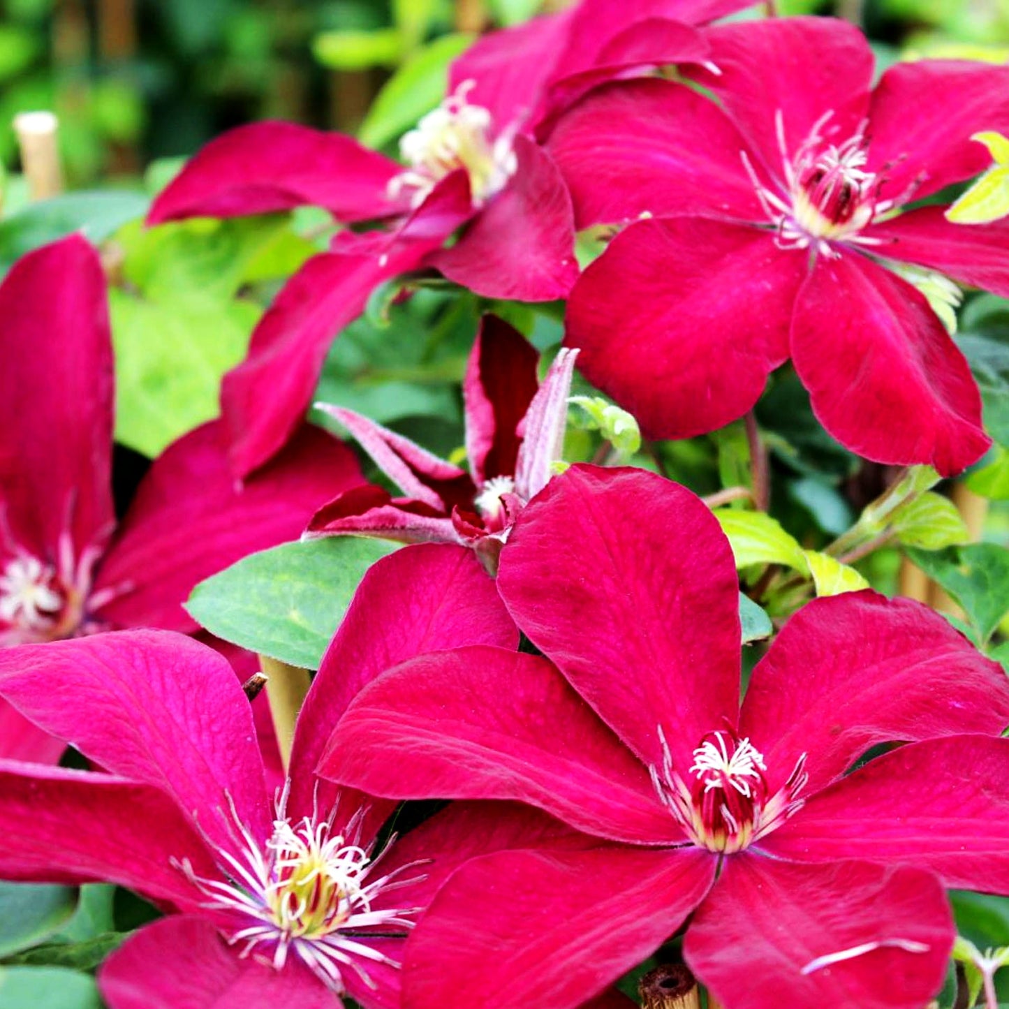 Großblütige Waldrebe 'Westerplatte' (Clematis x cult.)