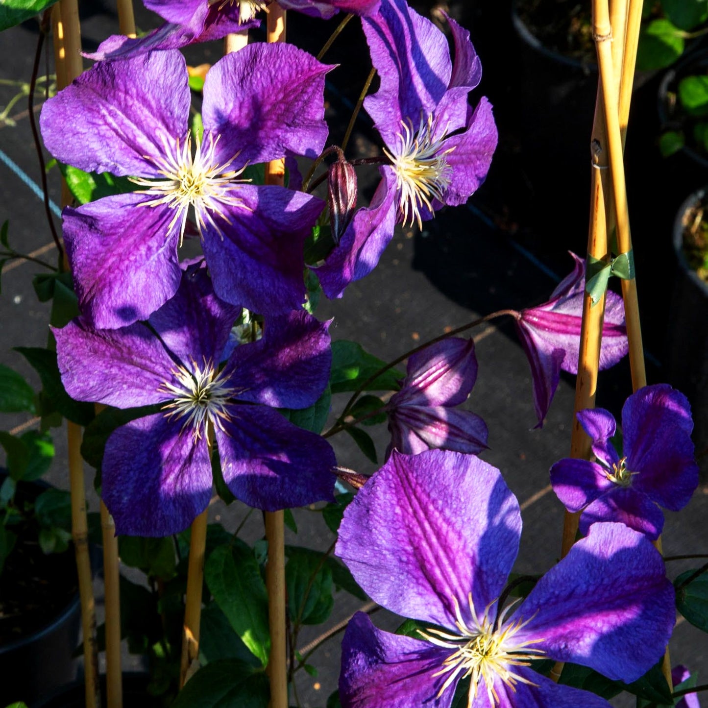 Großblütige Waldrebe 'Westerplatte' (Clematis x cult.)