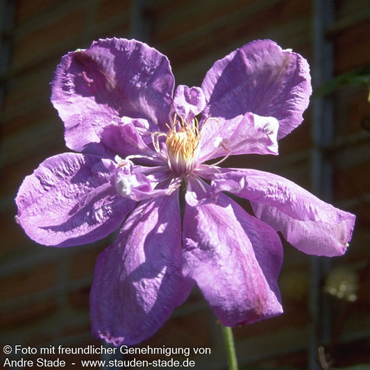 Großblütige Waldrebe 'William Kennett' (Clematis x cult.)